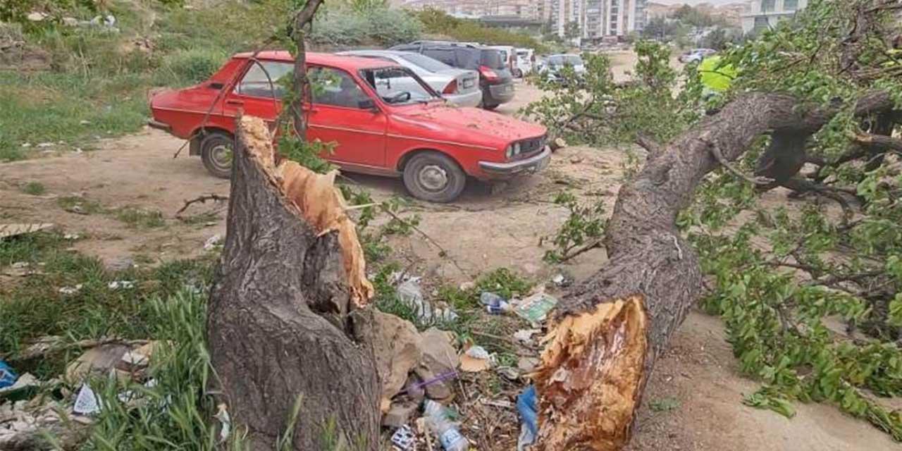 Kırıkkale’de şiddetli fırtına ağacı gövdesinden kopardı! - Kırıkkale Haber, Son Dakika Kırıkkale Haberleri