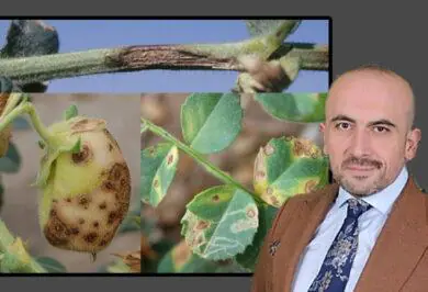 İsmet Duman Çiftçilerimizi Nohut Hastalığına Karşı Uyardı - Kırıkkale Haber, Son Dakika Kırıkkale Haberleri İsmet Duman Çiftçilerimizi Nohut Hastalığına Karşı Uyardı - Kırıkkale Haber, Son Dakika Kırıkkale Haberleri