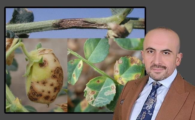 İsmet Duman Çiftçilerimizi Nohut Hastalığına Karşı Uyardı - Kırıkkale Haber, Son Dakika Kırıkkale Haberleri