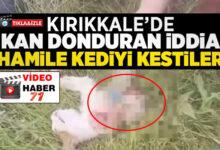 Kan Donduran İddia Hamile Kediyi Kestiler! - Kırıkkale Haber, Son Dakika Kırıkkale Haberleri