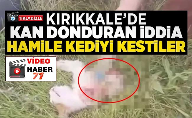 Kan Donduran İddia Hamile Kediyi Kestiler! - Kırıkkale Haber, Son Dakika Kırıkkale Haberleri