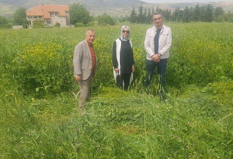Kırıkkale’de yem bezelyesinin hasadı yapıldı - Kırıkkale Haber, Son Dakika Kırıkkale Haberleri