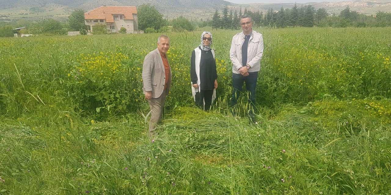 Kırıkkale’de yem bezelyesinin hasadı yapıldı - Kırıkkale Haber, Son Dakika Kırıkkale Haberleri