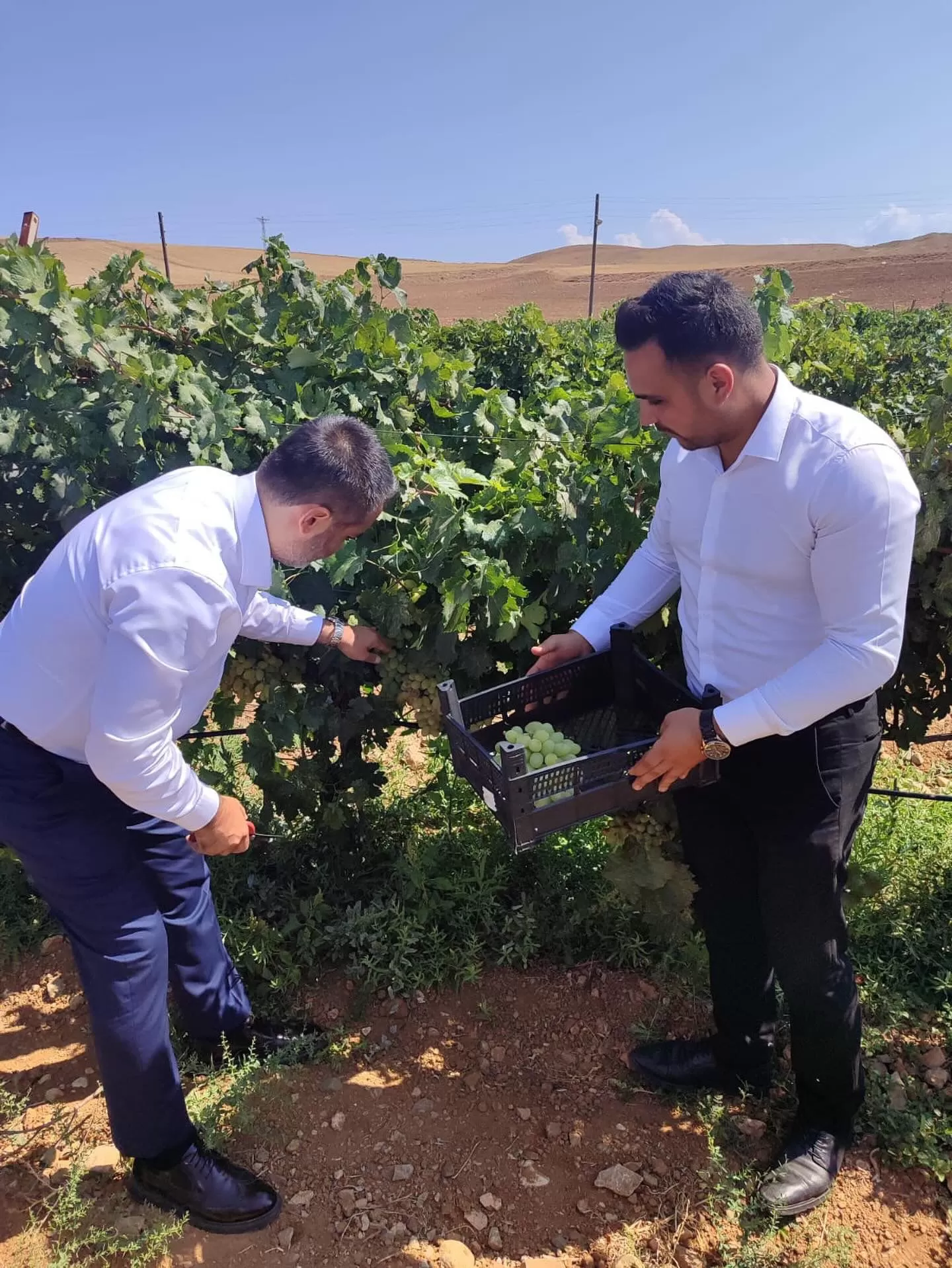 Milletvekili Mustafa Kaplan Delice'de Üzüm Hasadına Katıldı - Kırıkkale Haber, Son Dakika Kırıkkale Haberleri Milletvekili Mustafa Kaplan Delice'de Üzüm Hasadına Katıldı - Kırıkkale Haber, Son Dakika Kırıkkale Haberleri