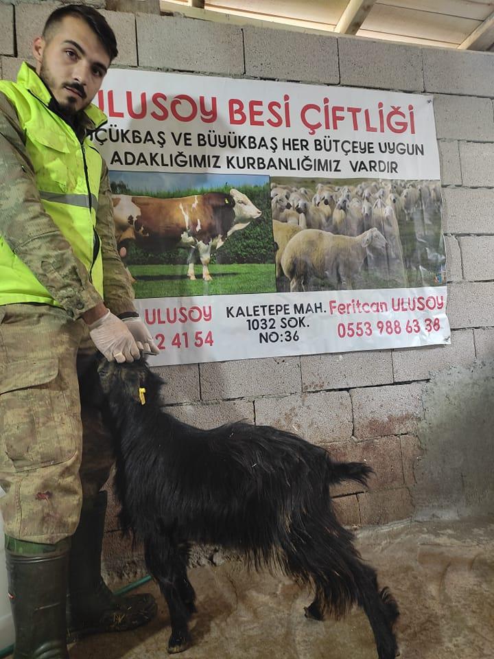 Ulusoy Besici Çiftliği İslami Kurallara Uygun Adaklık Kurban Kesim Hizmeti - Kırıkkale Haber, Son Dakika Kırıkkale Haberleri