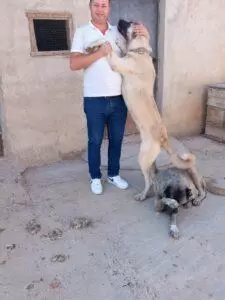 Delice'de Kangal Köpekleri Yetiştiriliyor - Kırıkkale Haber, Son Dakika Kırıkkale Haberleri