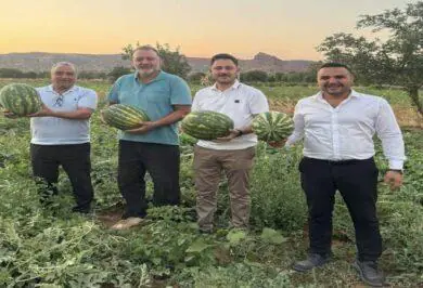 Delice Ovasın'da İlk Karpuz Hasadı - Kırıkkale Haber, Son Dakika Kırıkkale Haberleri