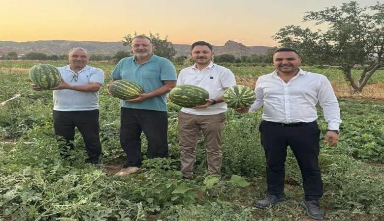 Delice Ovasın'da İlk Karpuz Hasadı - Kırıkkale Haber, Son Dakika Kırıkkale Haberleri