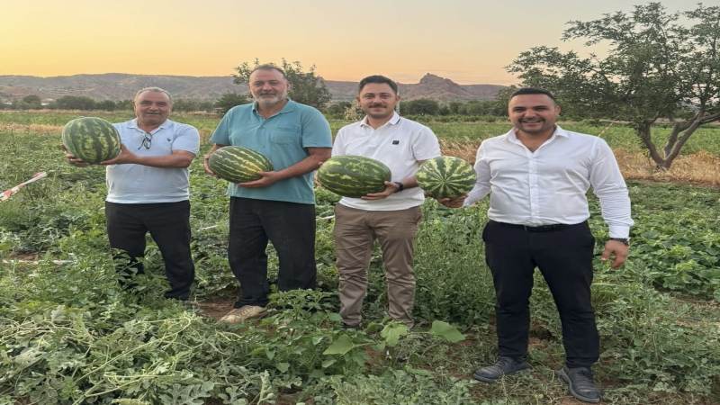 Delice Ovasın'da İlk Karpuz Hasadı - Kırıkkale Haber, Son Dakika Kırıkkale Haberleri Delice Ovasın'da İlk Karpuz Hasadı - Kırıkkale Haber, Son Dakika Kırıkkale Haberleri