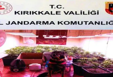 Ovacık Mahallesinde Evde Sera Kurup Uyuşturucu Üretti - Kırıkkale Haber, Son Dakika Kırıkkale Haberleri