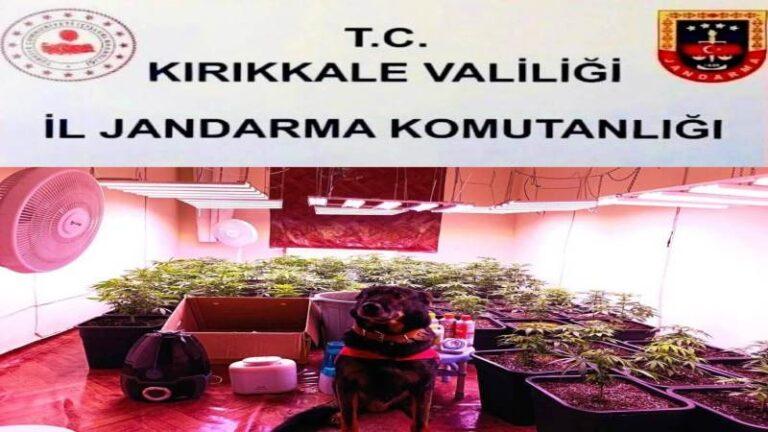 Ovacık Mahallesinde Evde Sera Kurup Uyuşturucu Üretti - Kırıkkale Haber, Son Dakika Kırıkkale Haberleri