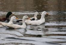 Millet Bahçesi göletine 100 ördek bırakıldı - Kırıkkale Haber, Son Dakika Kırıkkale Haberleri