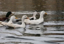 Millet Bahçesi göletine 100 ördek bırakıldı - Kırıkkale Haber, Son Dakika Kırıkkale Haberleri