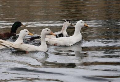 Millet Bahçesi göletine 100 ördek bırakıldı - Kırıkkale Haber, Son Dakika Kırıkkale Haberleri Millet Bahçesi göletine 100 ördek bırakıldı - Kırıkkale Haber, Son Dakika Kırıkkale Haberleri