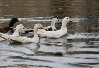 Millet Bahçesi göletine 100 ördek bırakıldı - Kırıkkale Haber, Son Dakika Kırıkkale Haberleri Millet Bahçesi göletine 100 ördek bırakıldı - Kırıkkale Haber, Son Dakika Kırıkkale Haberleri