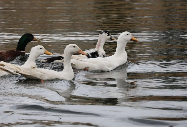 Millet Bahçesi göletine 100 ördek bırakıldı - Kırıkkale Haber, Son Dakika Kırıkkale Haberleri Millet Bahçesi göletine 100 ördek bırakıldı - Kırıkkale Haber, Son Dakika Kırıkkale Haberleri