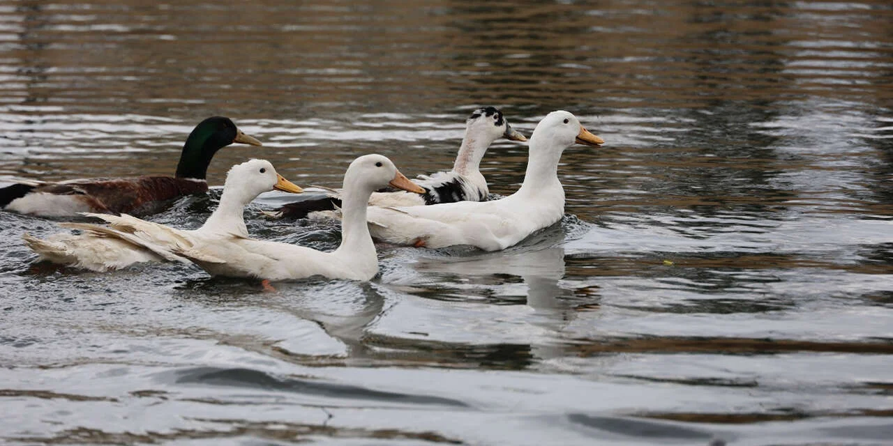 Millet Bahçesi göletine 100 ördek bırakıldı - Kırıkkale Haber, Son Dakika Kırıkkale Haberleri