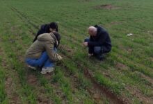 Tarım arazilerinin üretim durumuna sıkı takip! - Kırıkkale Haber, Son Dakika Kırıkkale Haberleri