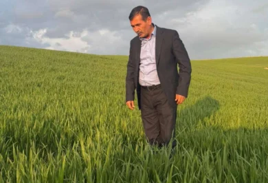 Yağışlar çiftçiye umut oldu: Bereketli bir sezon bekliyor - Kırıkkale Haber, Son Dakika Kırıkkale Haberleri