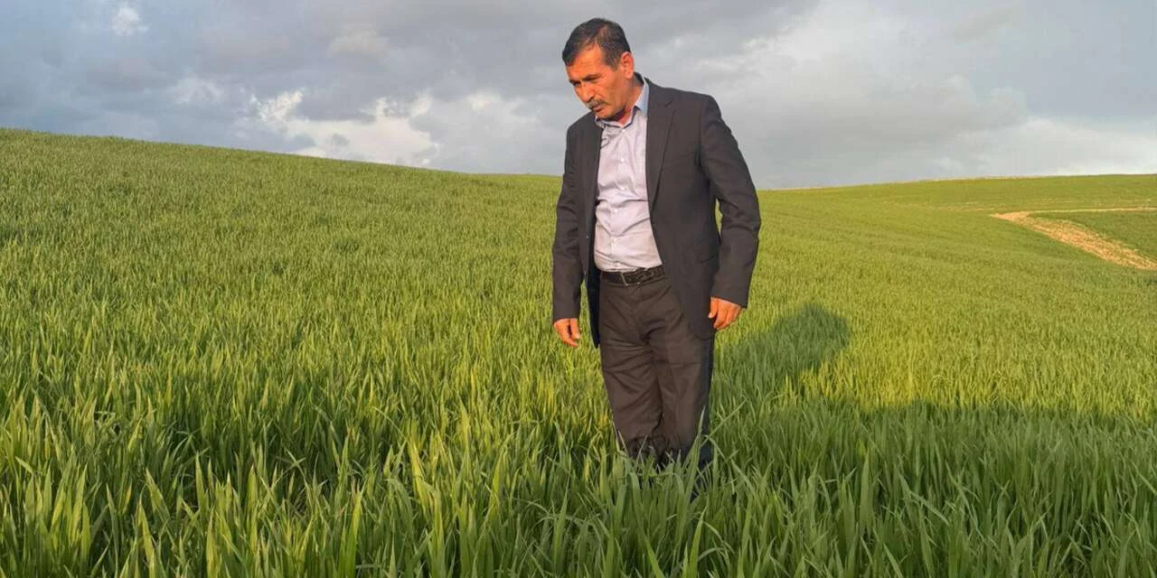 Yağışlar çiftçiye umut oldu: Bereketli bir sezon bekliyor - Kırıkkale Haber, Son Dakika Kırıkkale Haberleri