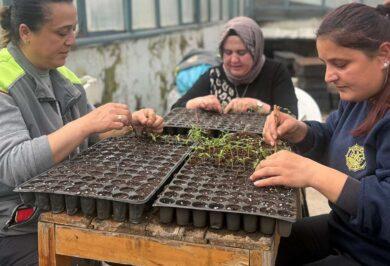 Kırıkkale’de 400 bin fide ücretsiz dağıtılacak - Kırıkkale Haber, Son Dakika Kırıkkale Haberleri