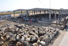 KIRIKKALE HAYVAN PAZARINDA USULSÜZLÜK İDDİASI - Kırıkkale Haber, Son Dakika Kırıkkale Haberleri