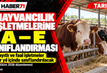 Hayvancılık işletmelerine A–E sınıflandırması: Bir yıllık geçiş süreci — Haber71 haber kapağı.