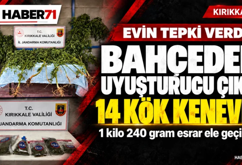 Haber71 kapak — Hacılar’da kenevir ve esrar ele geçirildi Haber71: Hacılar’da 14 kök kenevir ve 1 kilo 240 gram esrar ele geçirilmesi. Temsili görsel.