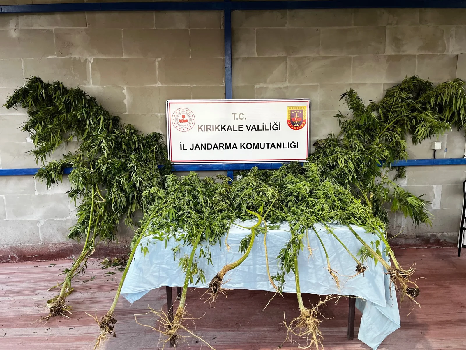 Hacılar’daki aramada ele geçirilen kenevir bitkileri. Hacılar’daki aramada ele geçirilen kenevir bitkileri