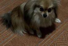 Çalılıöz’de çalındığı bildirilen köpek aranıyor Çalılıöz’de çalındığı bildirilen köpek aranıyor