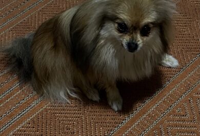 Çalılıöz’de çalındığı bildirilen köpek aranıyor